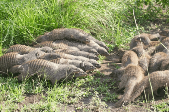 Intergroup conflict