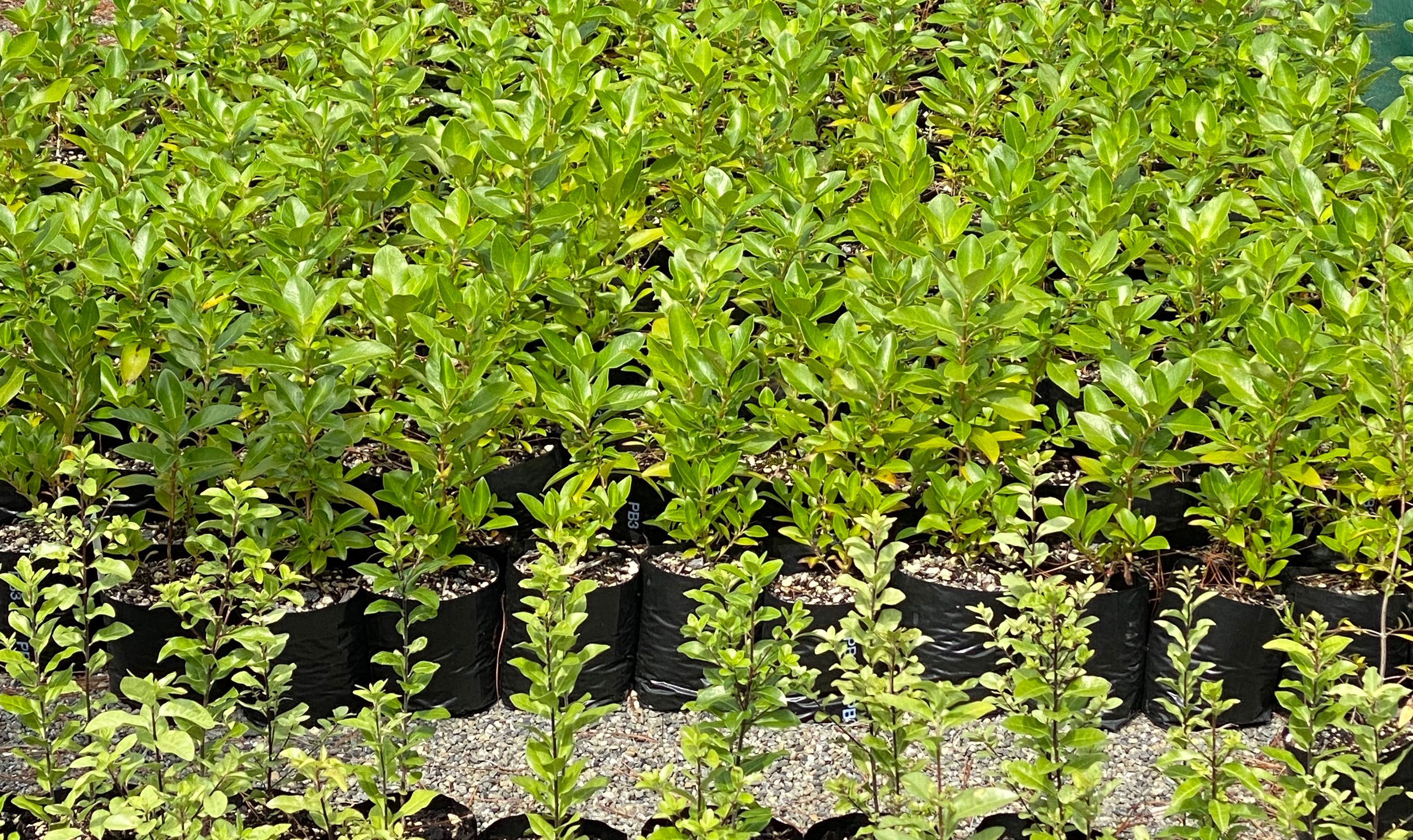 Commercial plant nurseries considered an essential business for COVID