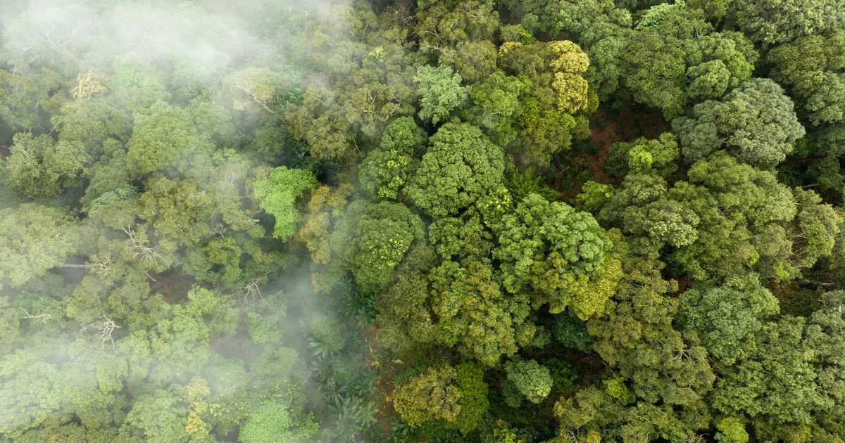 Carbonizing Tree What are carbon sinks - and why are they failing? | Trees That Count