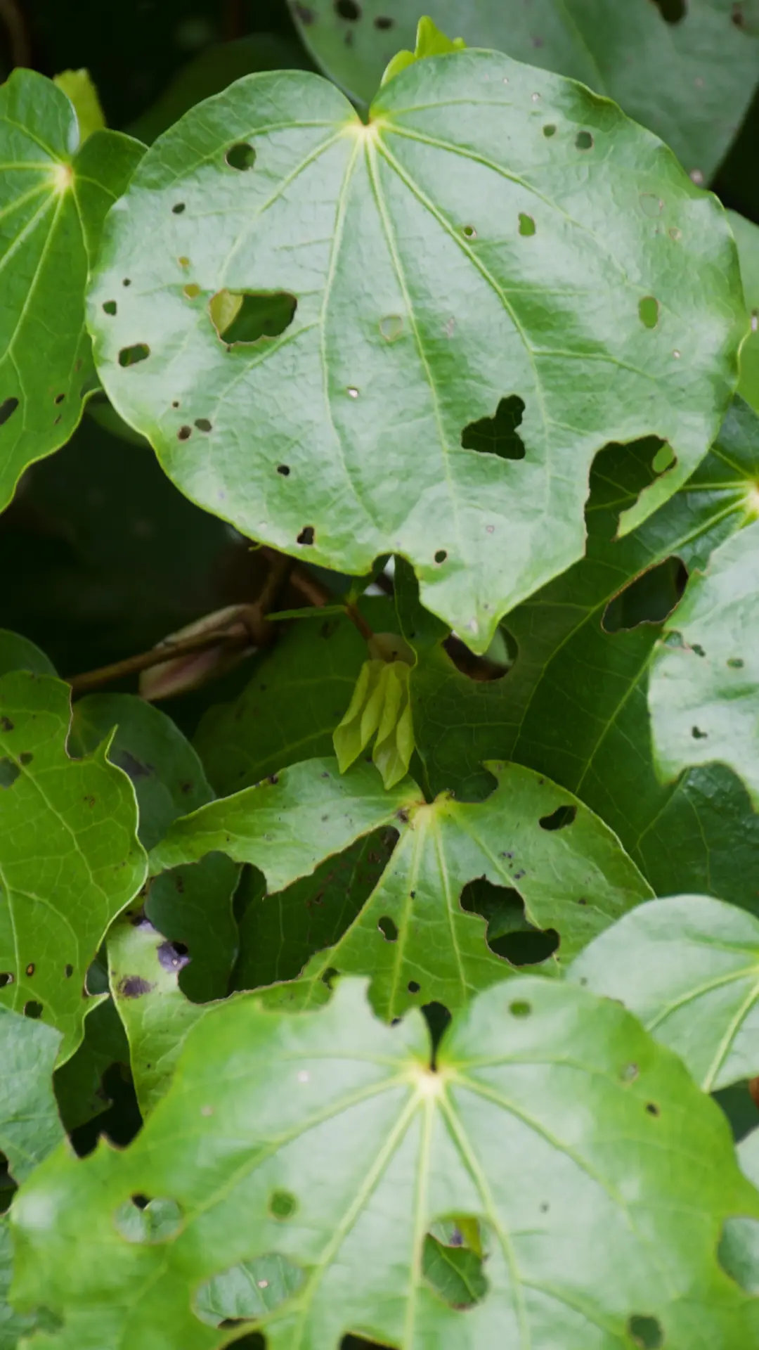 Learn more about the Kawakawa tree and more native trees of New 