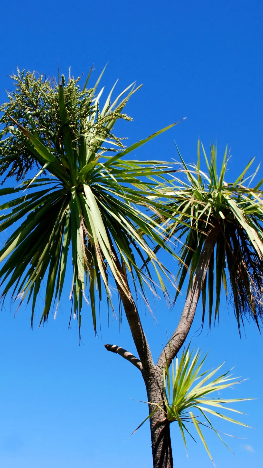 T Kuka | Cabbage tree | Trees That Count