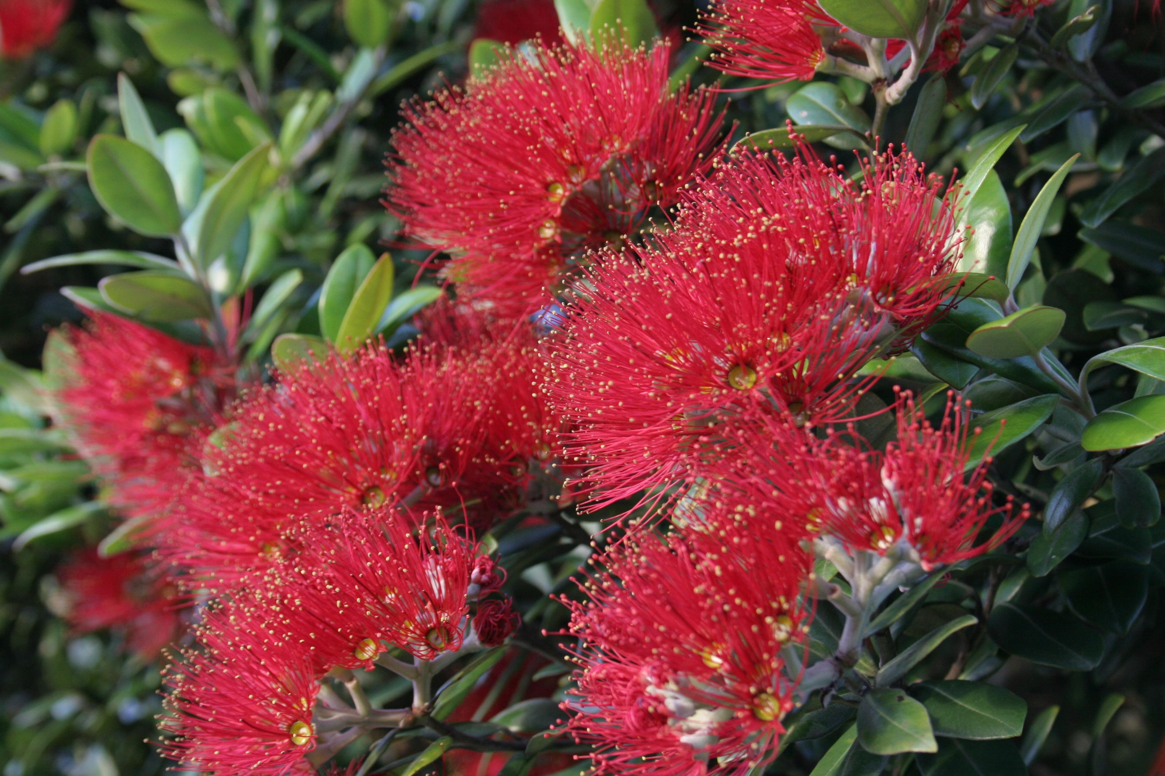 Your guide to native NZ spring and summer flowers | Trees That Count