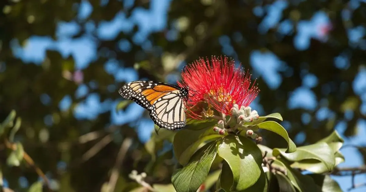 Your guide to native NZ spring and summer flowers | Trees That Count