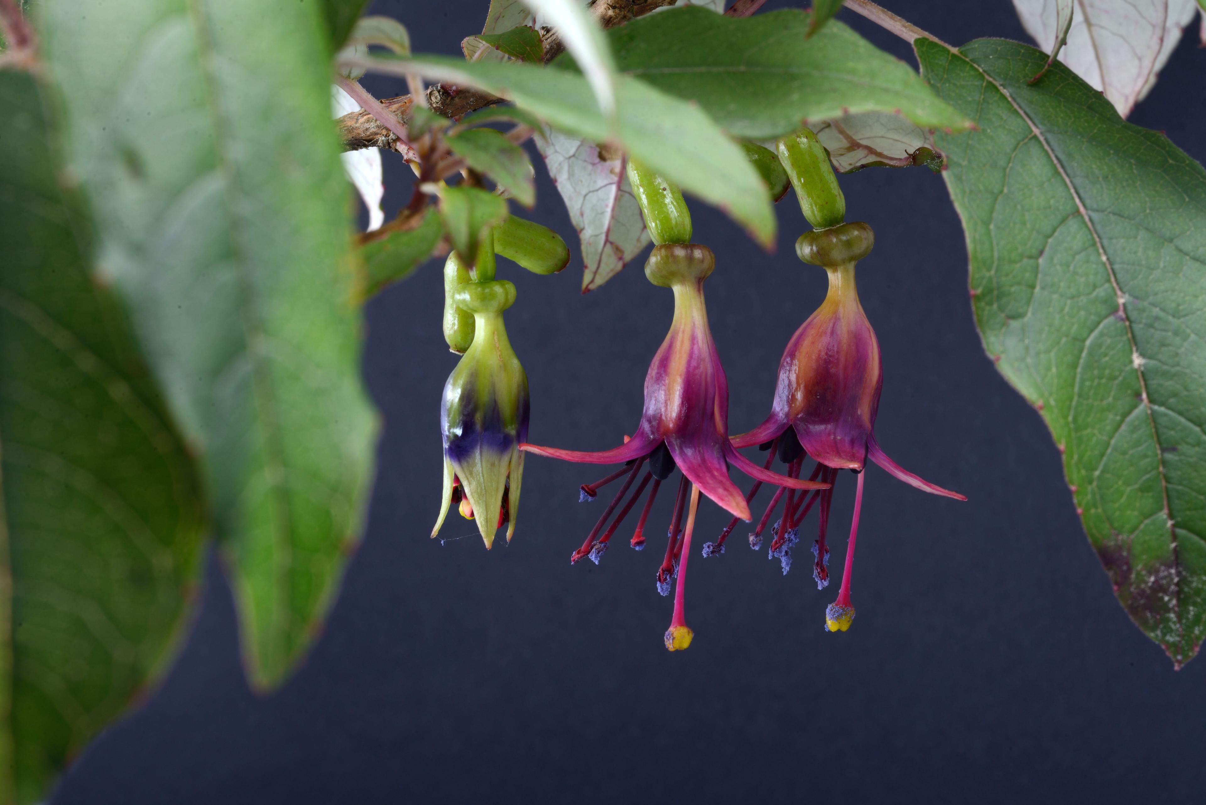 Your guide to native NZ spring and summer flowers | Trees That Count