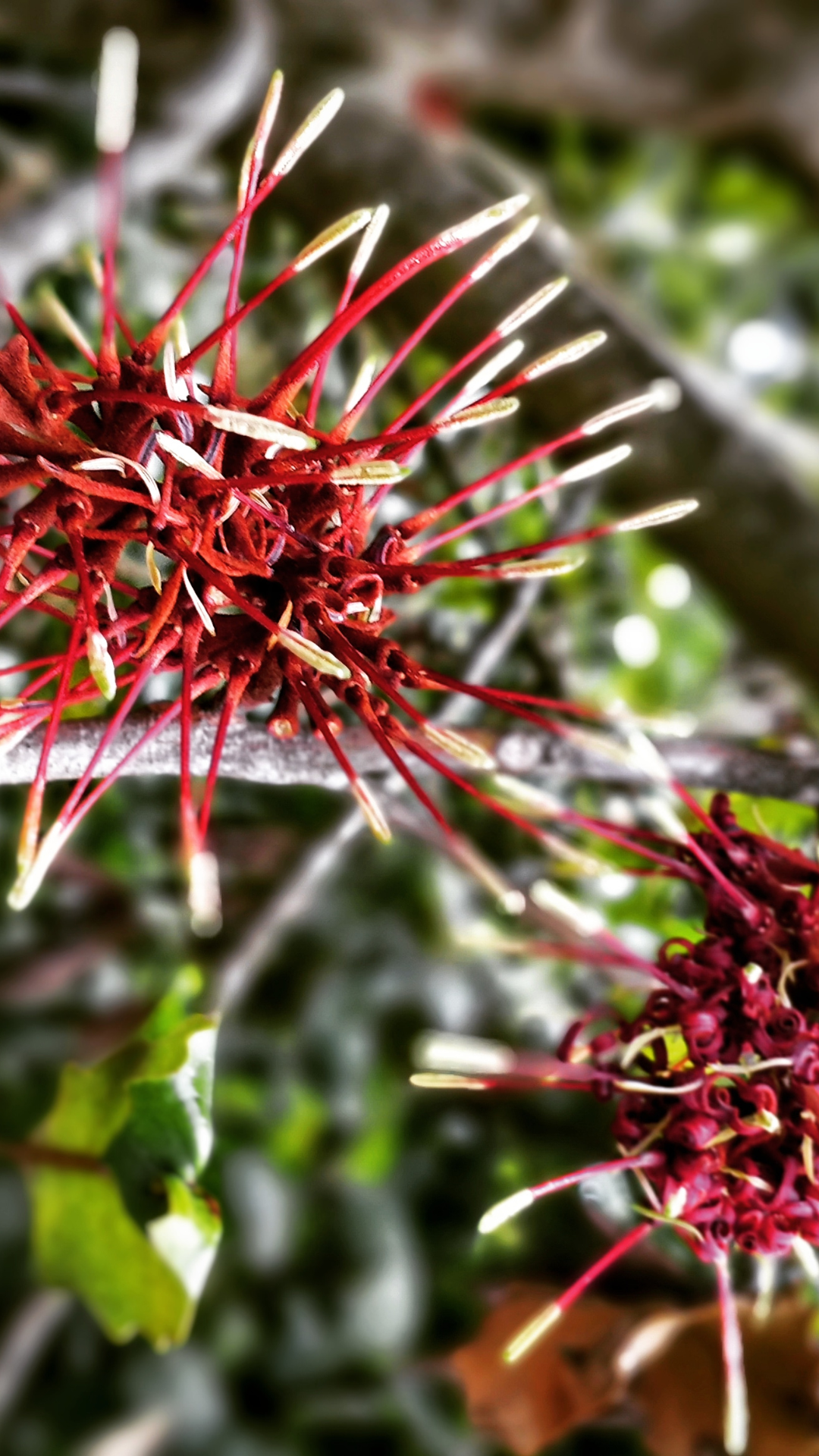 Rewarewa | Trees That Count