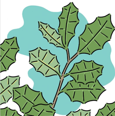 Learn more about the Rangiora tree and more native trees of New Zealand ...