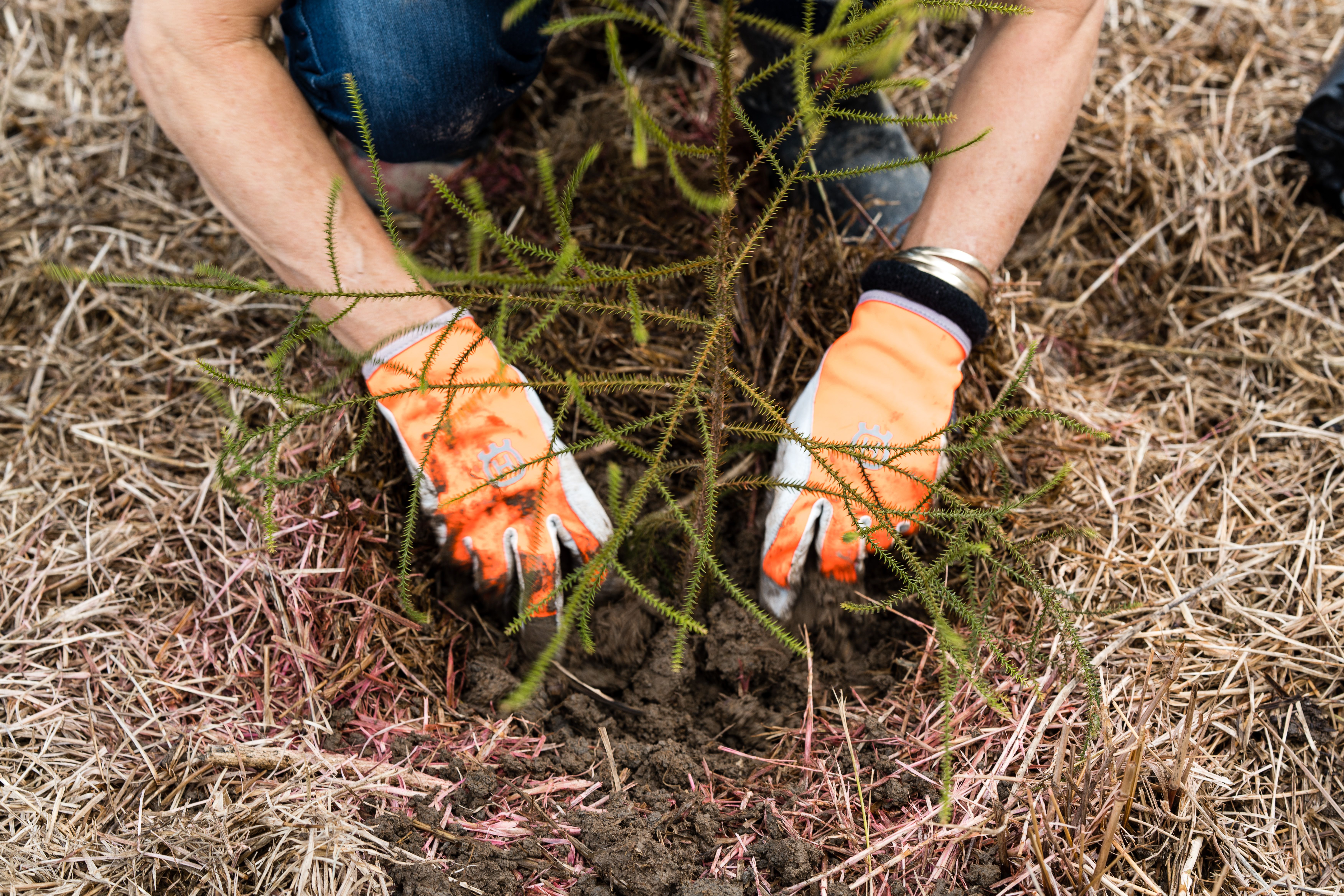Five ways to celebrate Matariki | Trees That Count