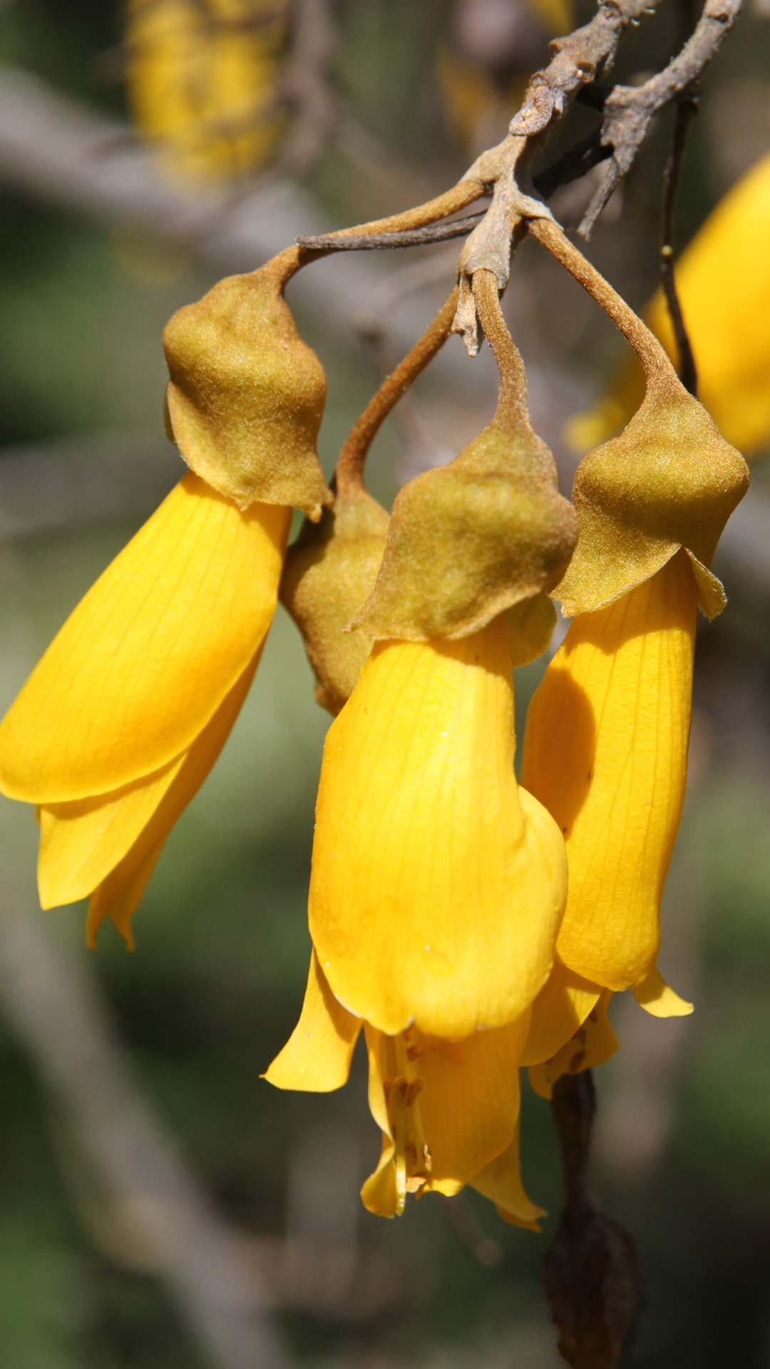 Kōwhai | Trees That Count