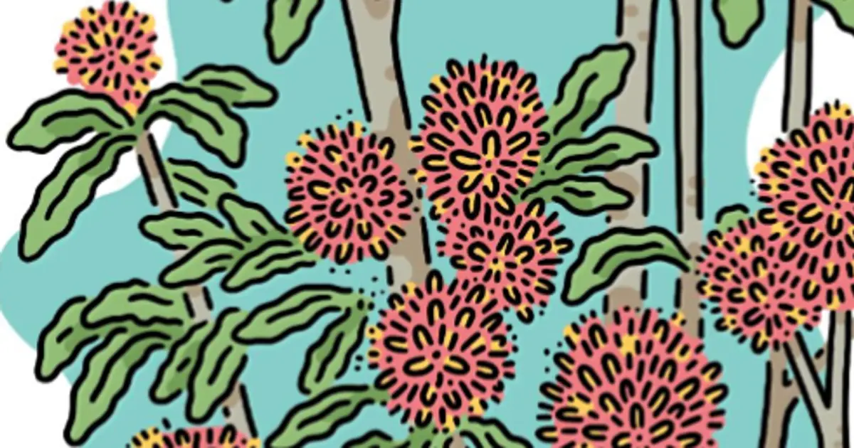 Learn more about the Rewarewa tree and more native trees of New Zealand ...