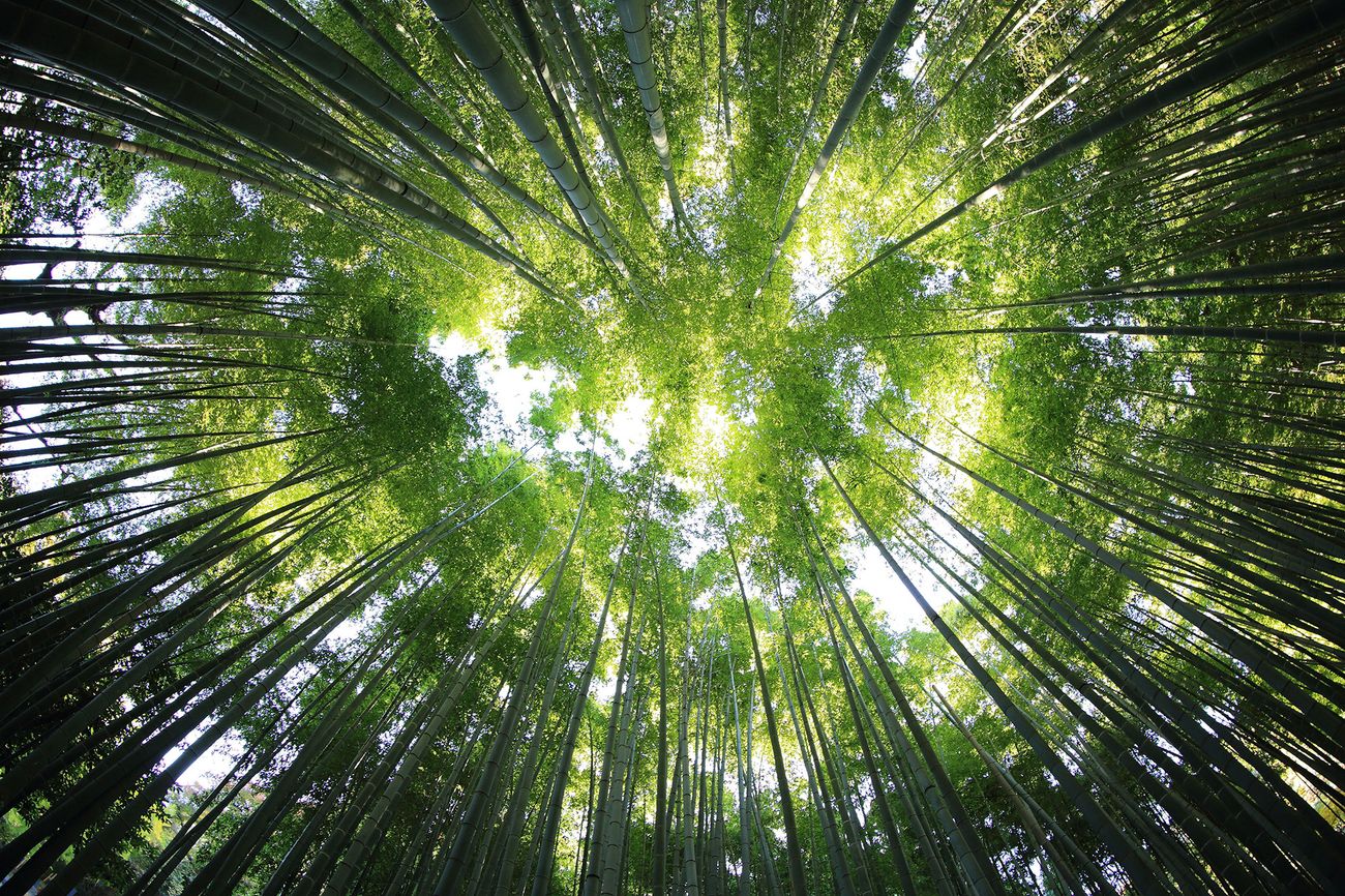 Looking up at trees in a forest