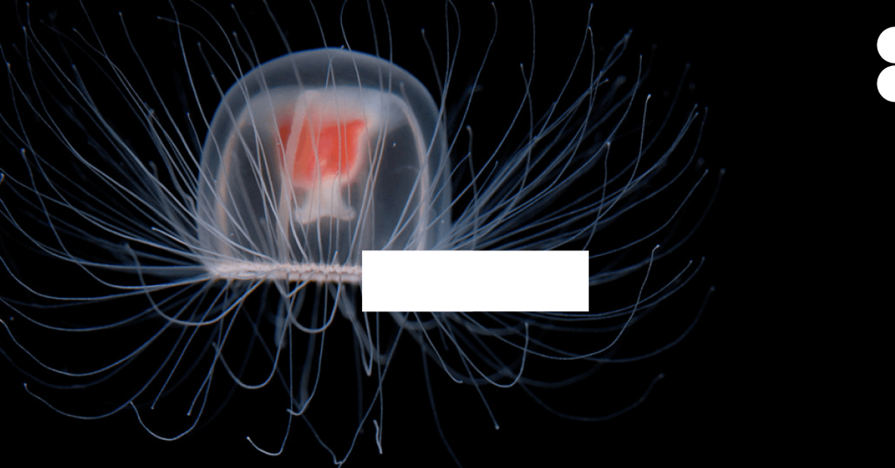 Turritopsis dohrnii, also known as the immortal jellyfish 