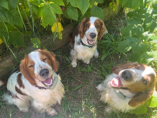 Rainbow's End Welsh Springer Spaniels