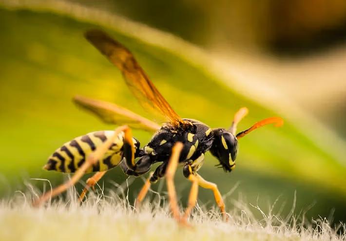 quan-apareixen-les-vespes-a-andorra