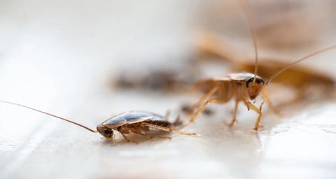 eliminar-paneroles-anticimex-andorra