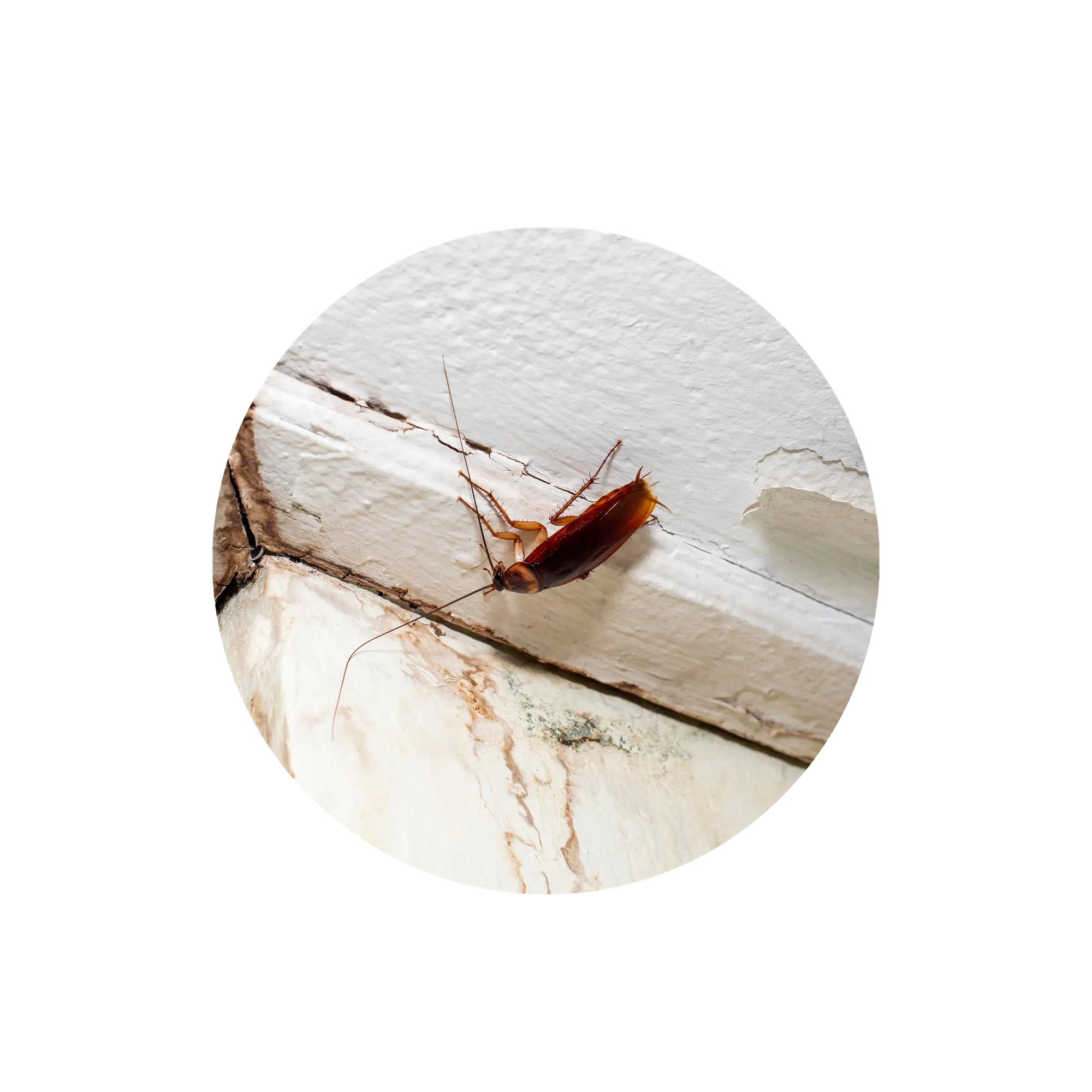 amagatalls-paneroles-anticimex-andorra