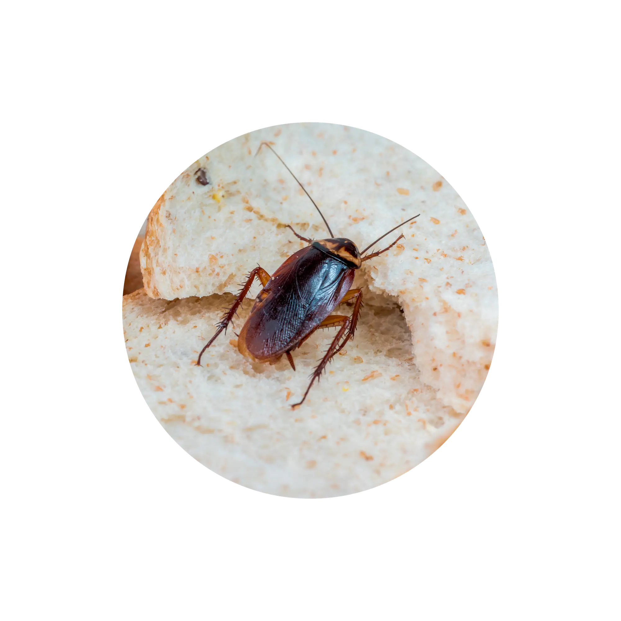 marques-paneroles-anticimex-andorra