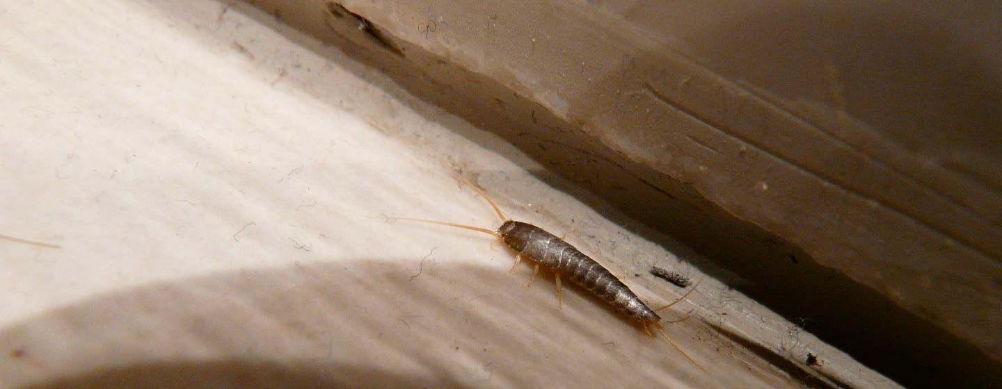 peixets-humitat-andorra