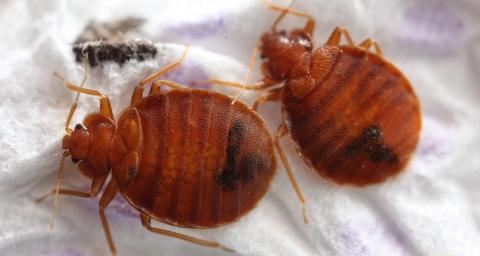 xinxes-de-llit-anticimex-andorra