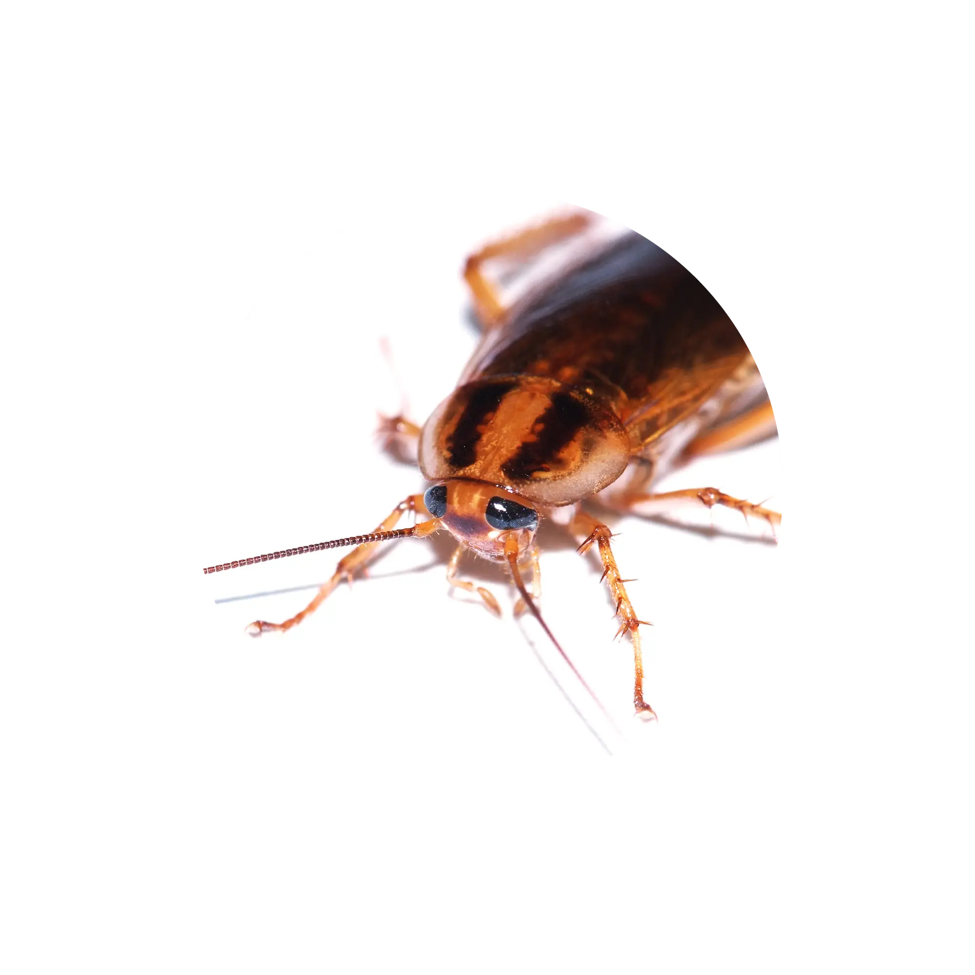 excrements-paneroles-anticimex-andorra