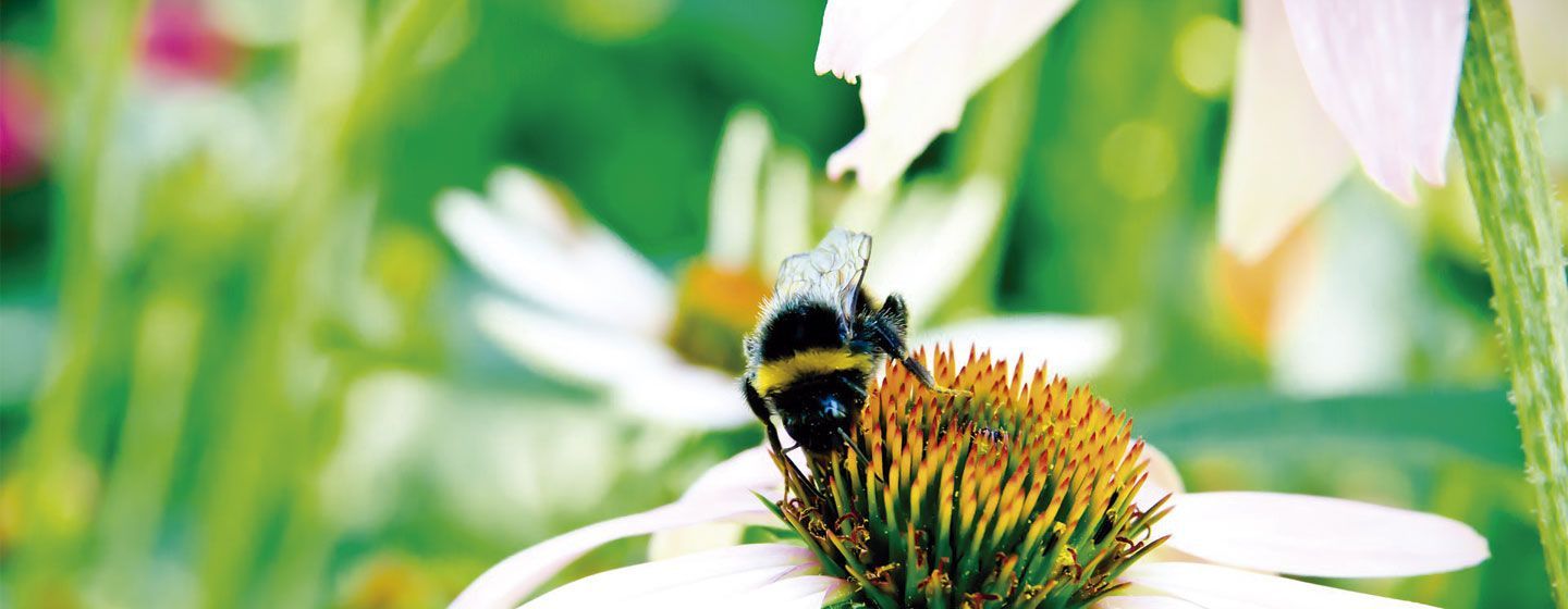 borinot-flor-andorra
