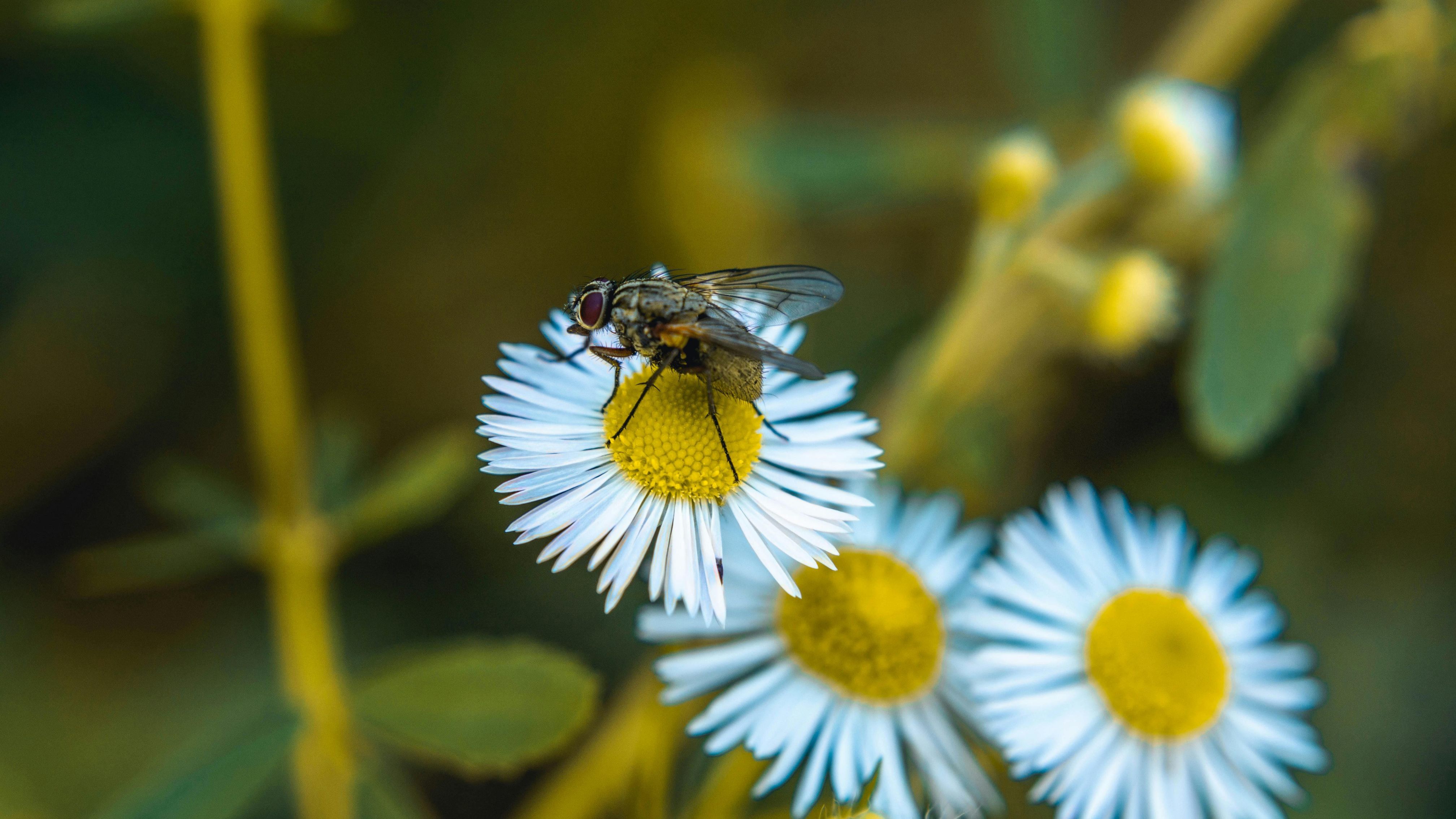 Wie kann man Fliegen los werden?