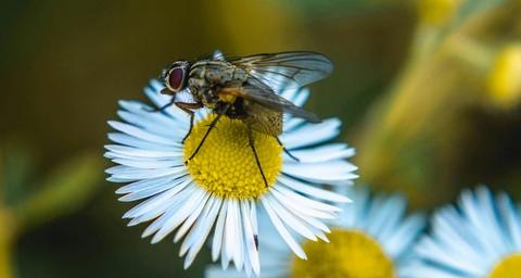 Wie kann man Fliegen los werden?