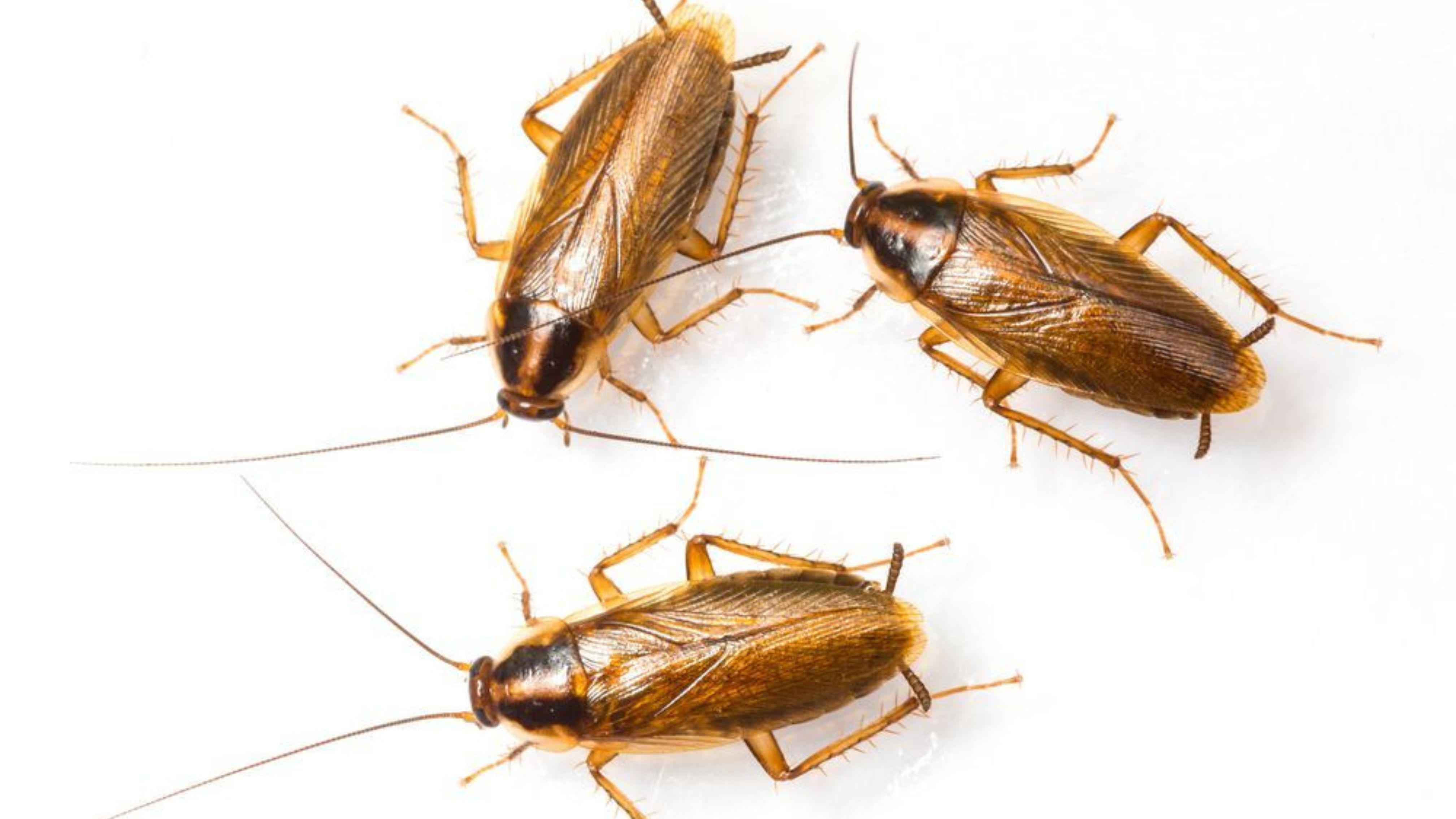 Wie man Deutsche Schaben los werden kann