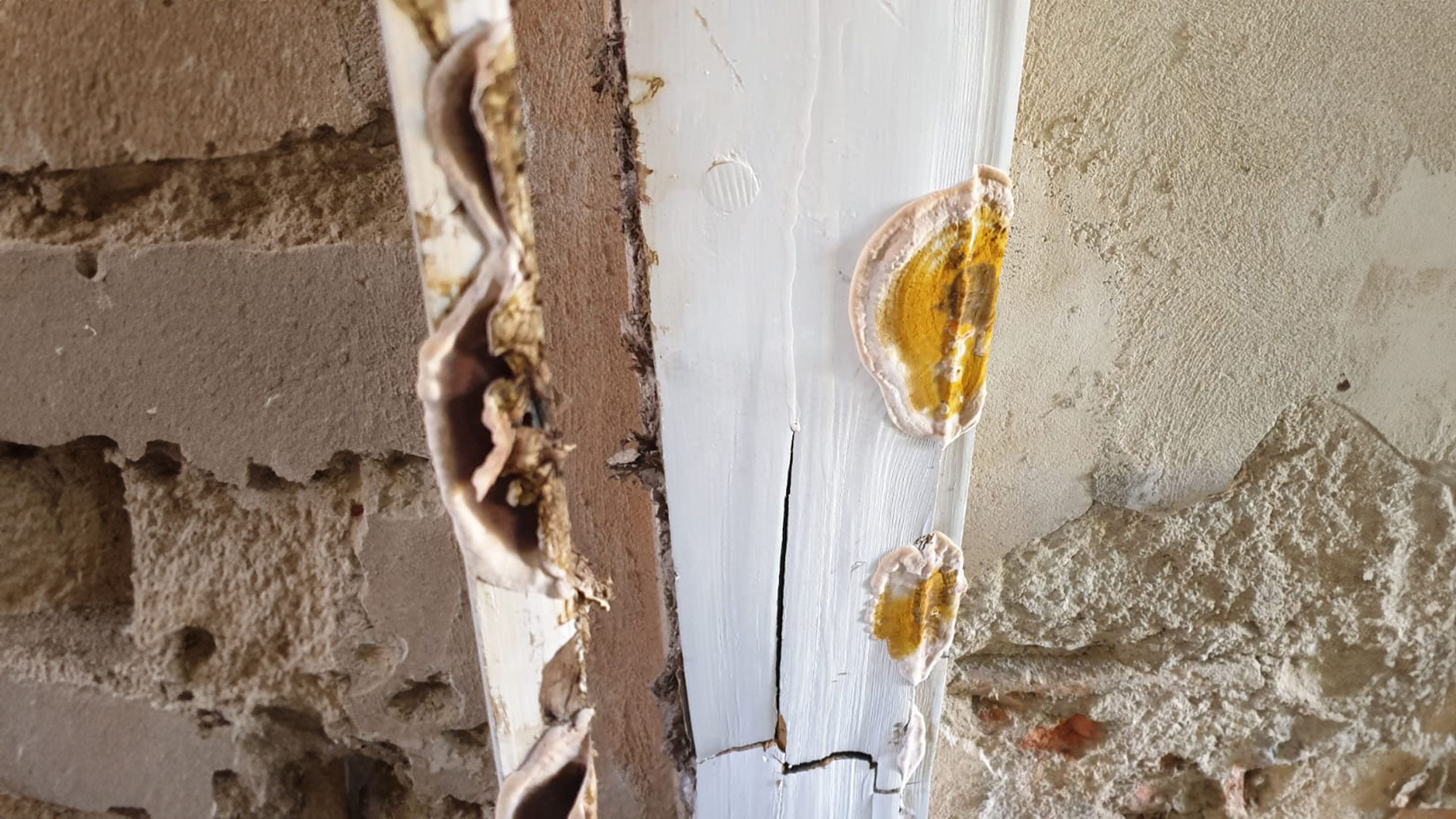 Hausschwamm Fruchtkörper am Türstock