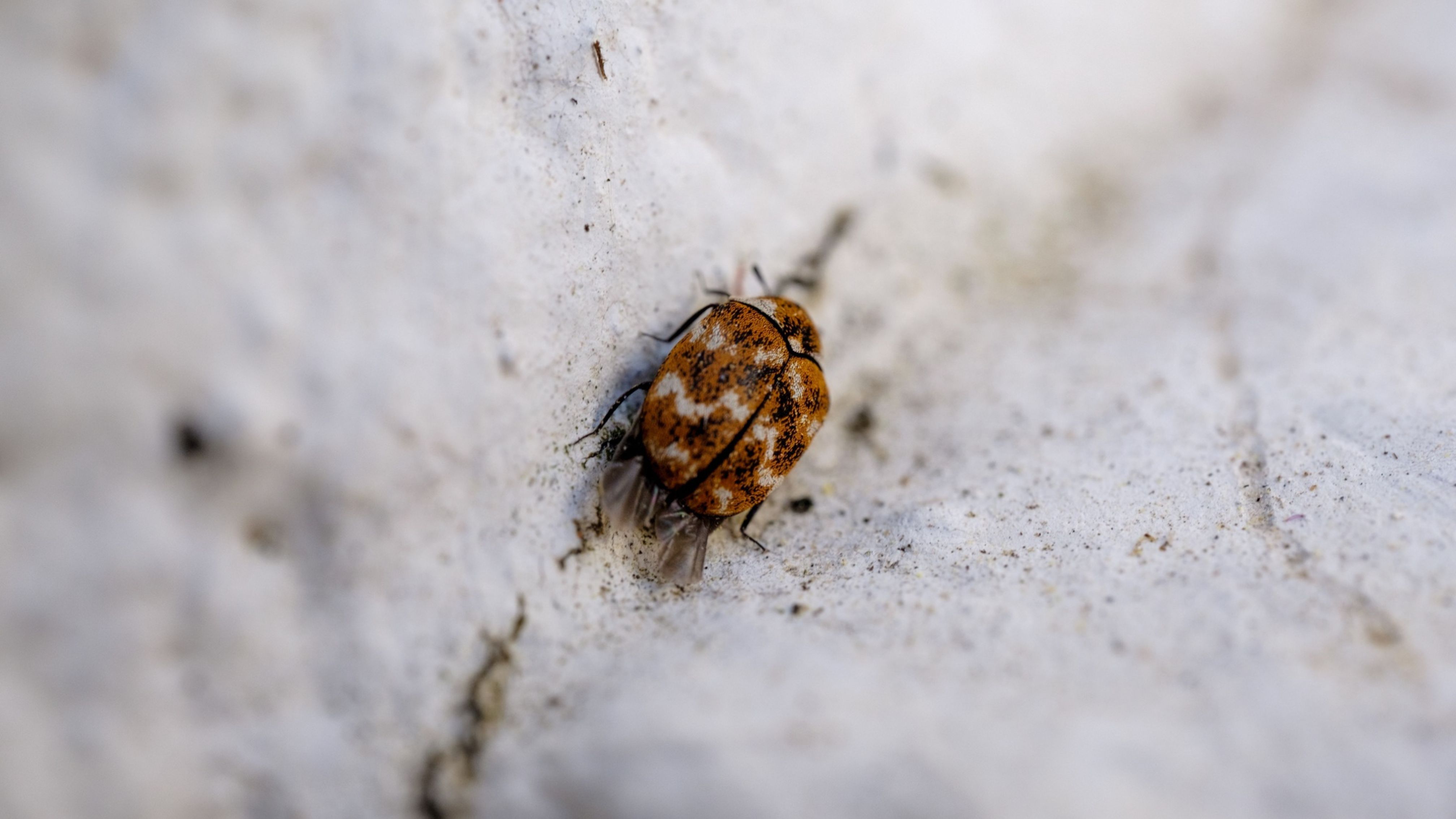 Teppichkäfer loswerden