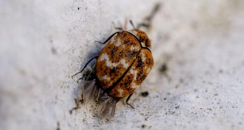 Teppichkäfer loswerden