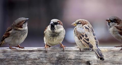Wie schütze ich mein Gebäude vor Spatzen?