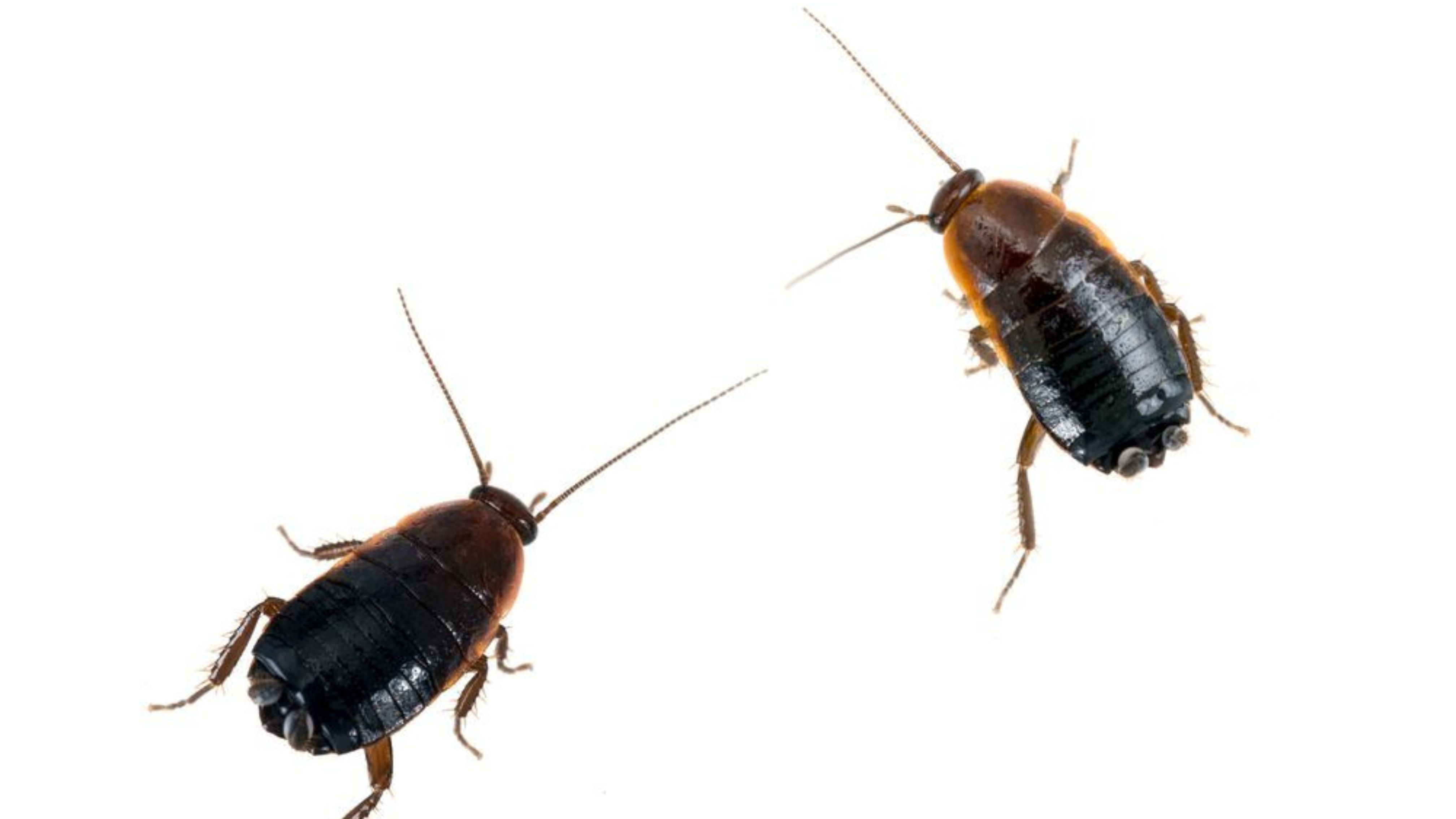 Orientalische Schaben loswerden