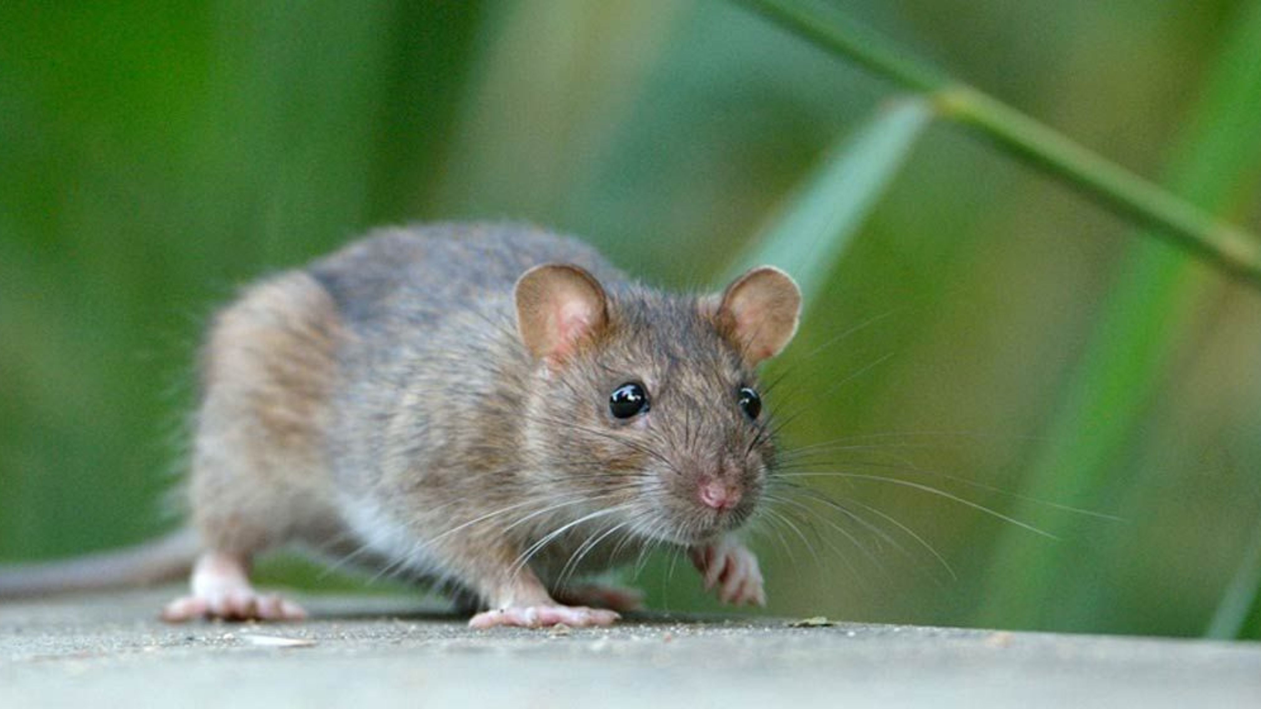 Professionelle Rattenbekämpfung