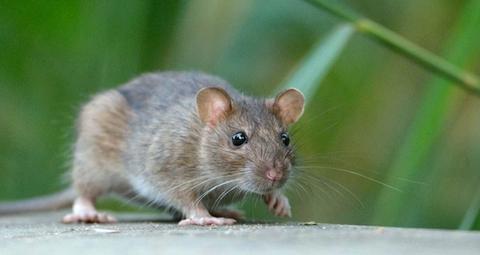 Professionelle Rattenbekämpfung