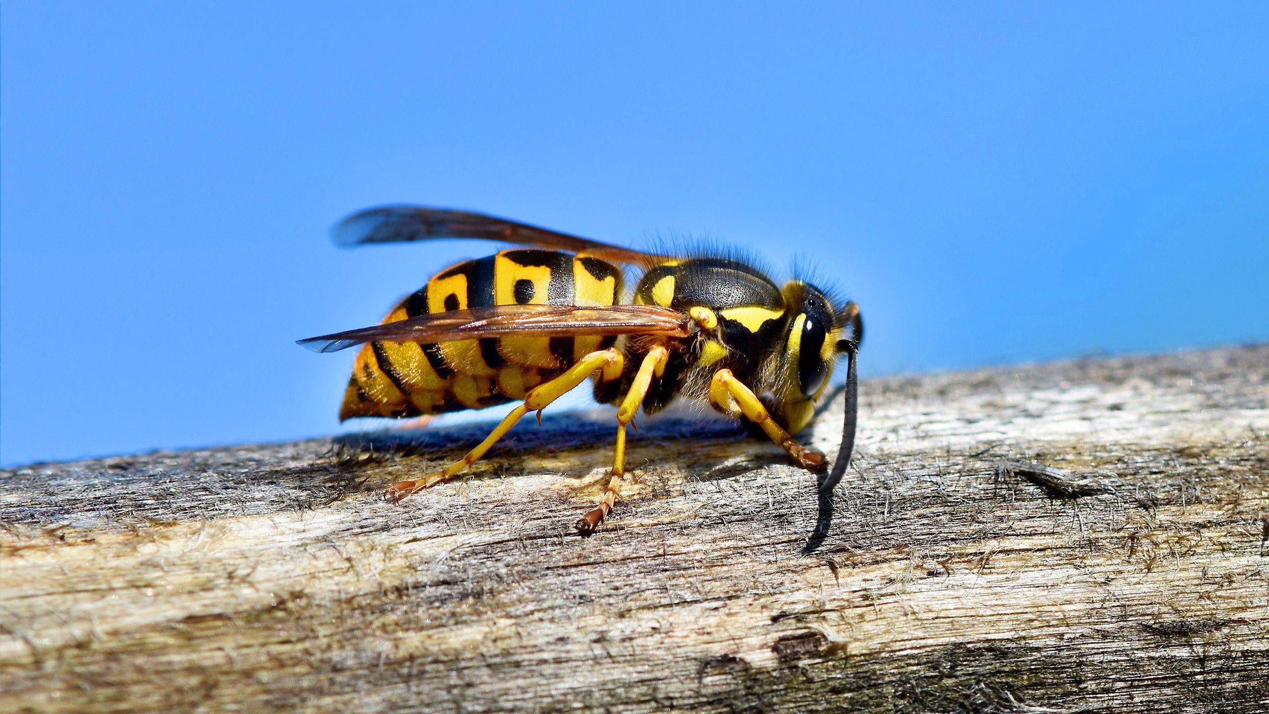 wespen-erkennen-header