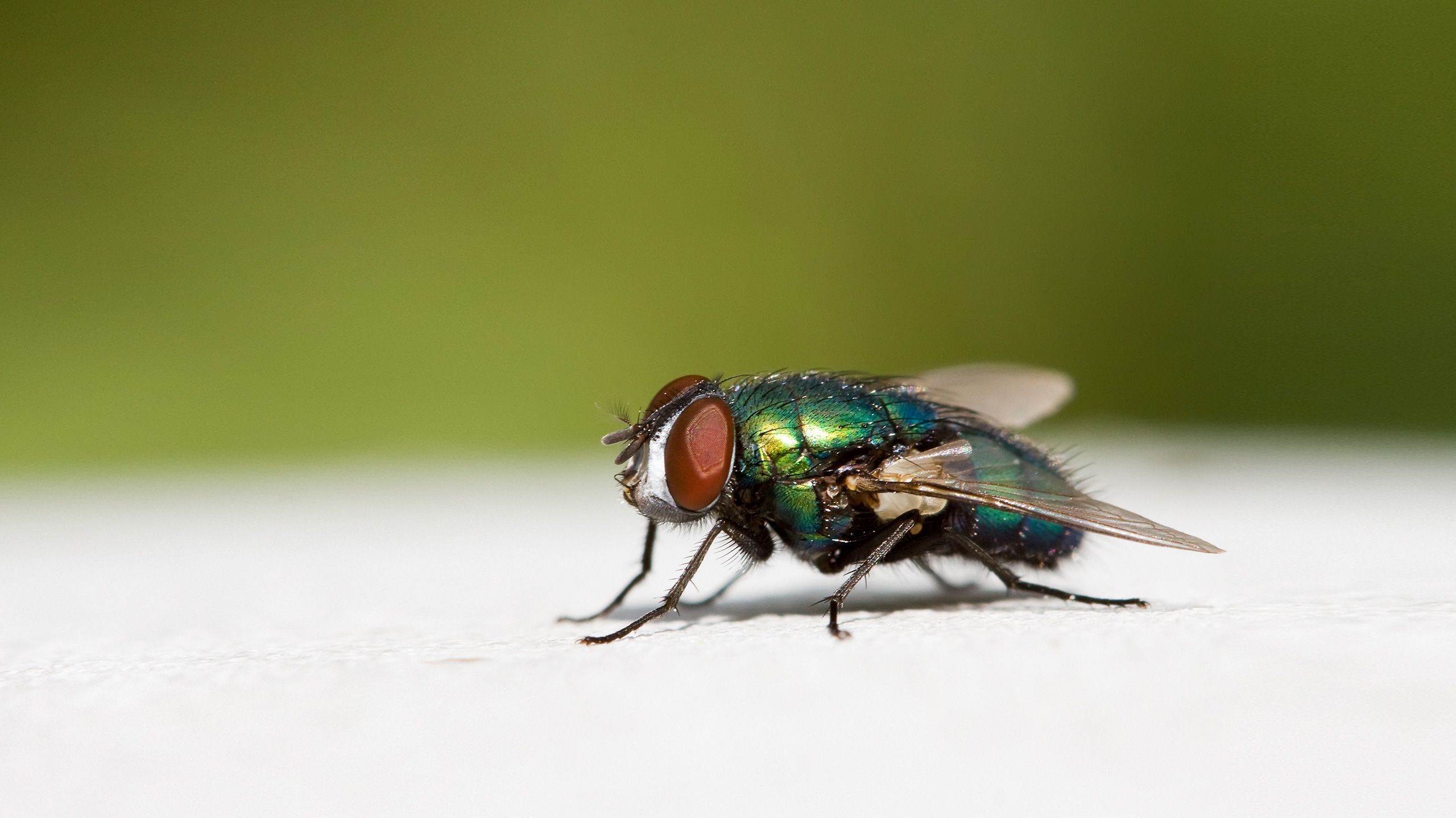 fluginsektenvernichter-header