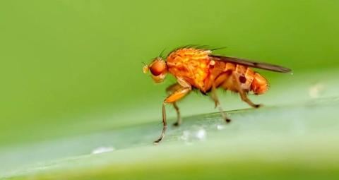 Wie kann man Fruchtfliegen loswerden?