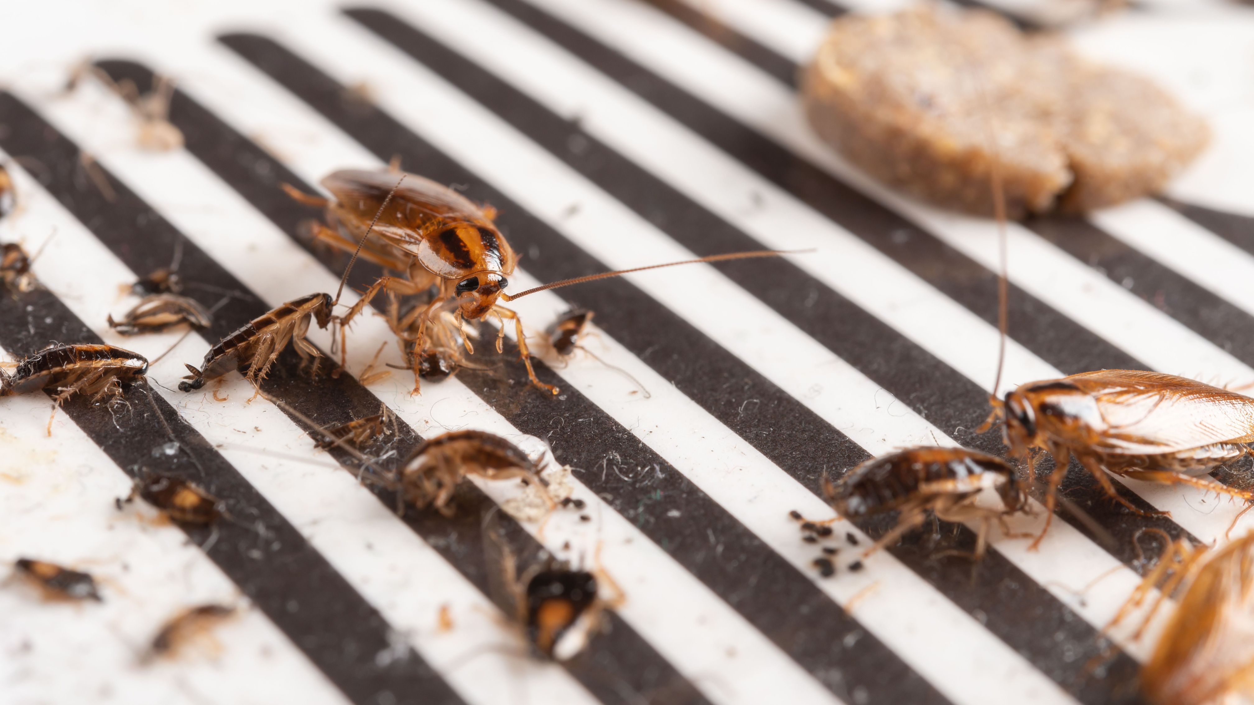 Katzenminze gegen Schaben