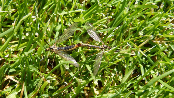 Schnake