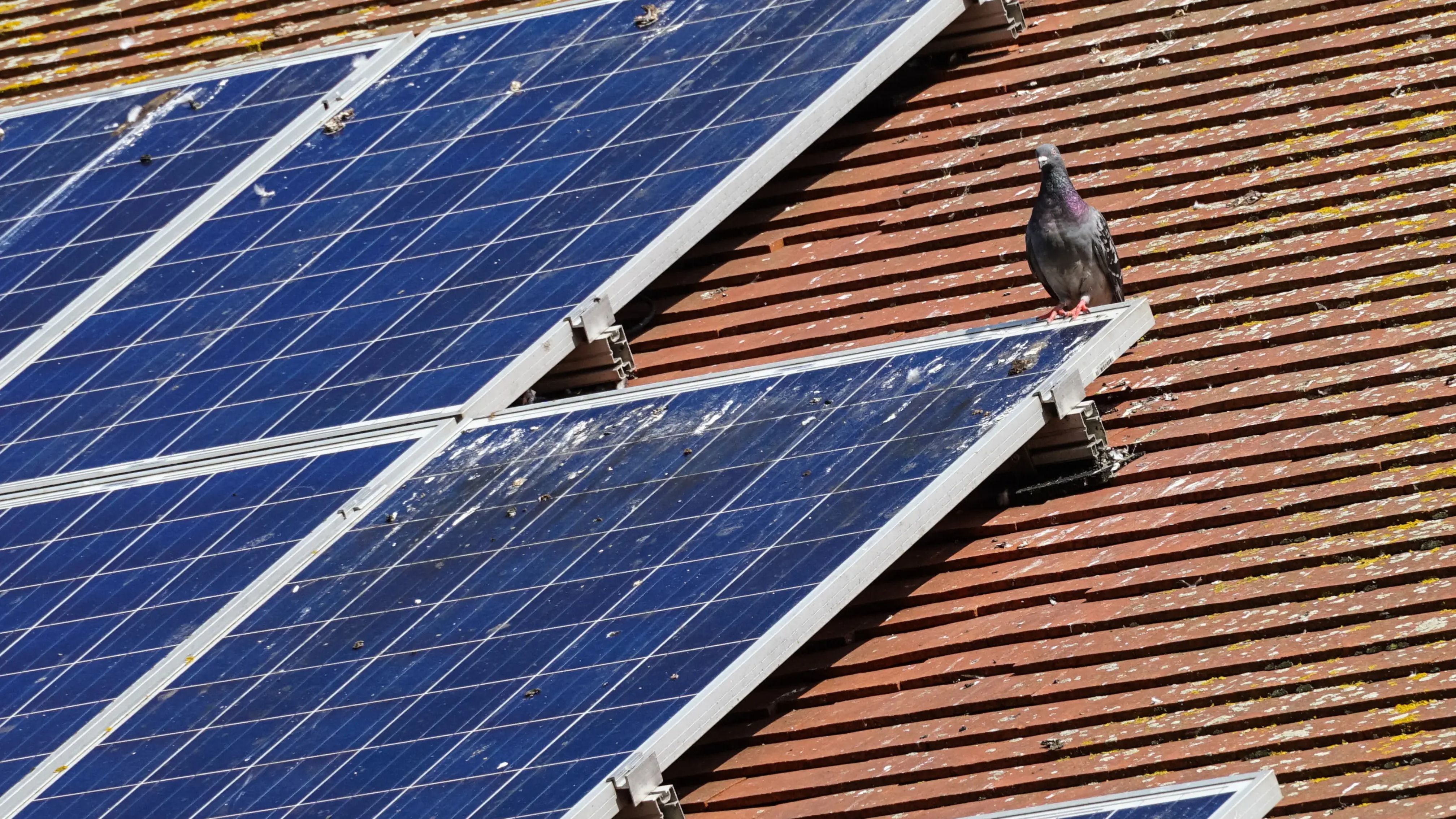 Photovoltaik Taubenabwehr vom Profi