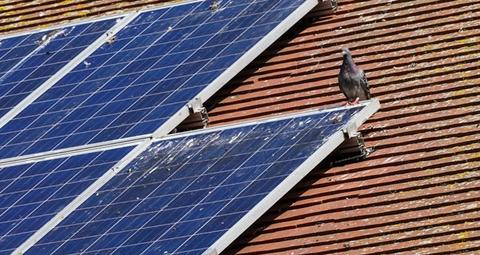 Taubenabwehr auf Photovoltaikpanelen