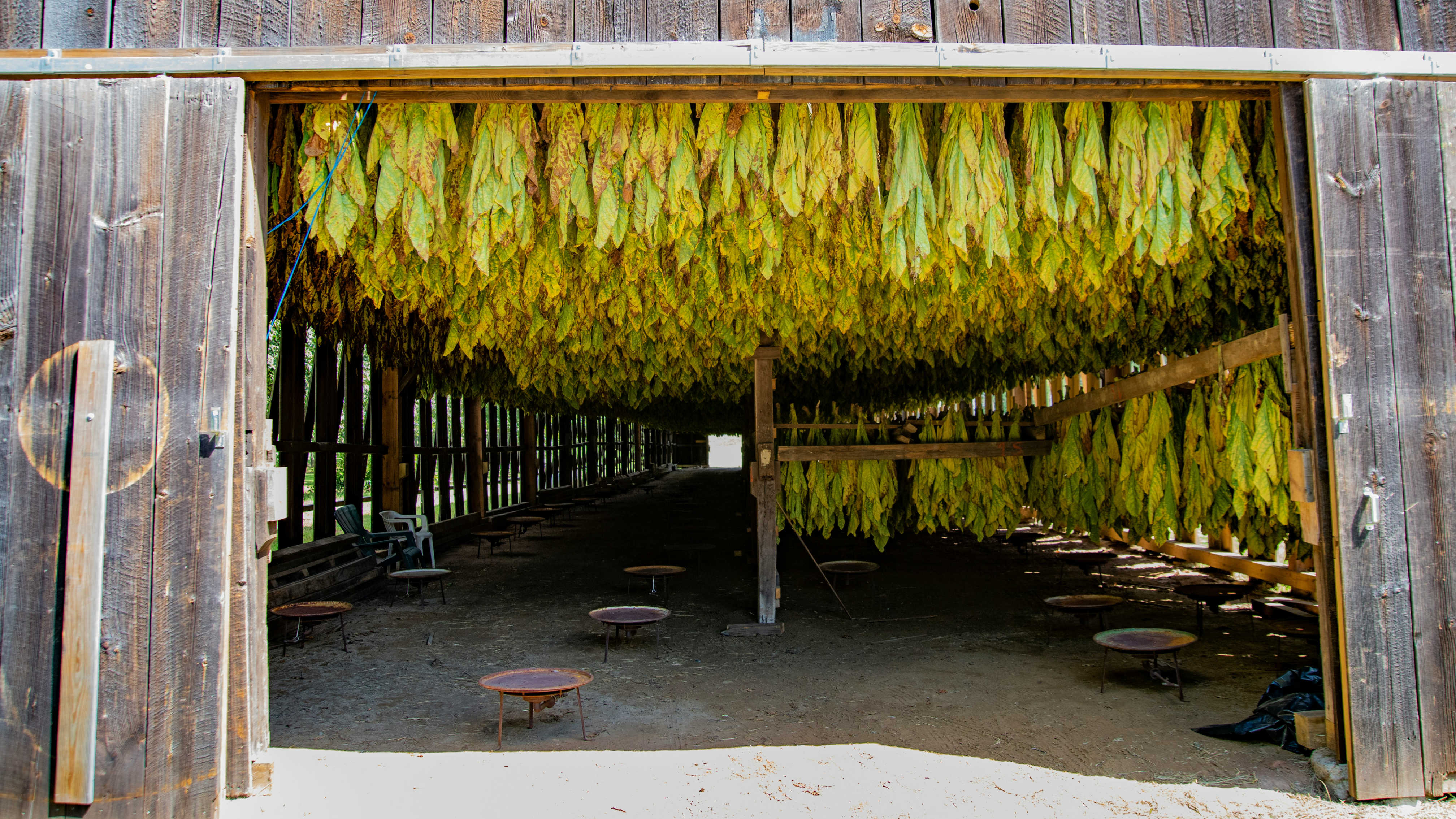 Tabakkäfer loswerden