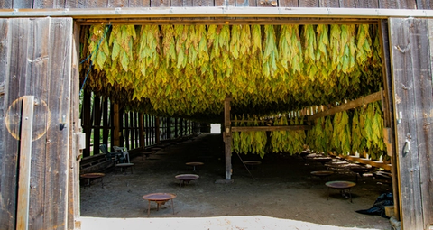 Tabakkäfer loswerden