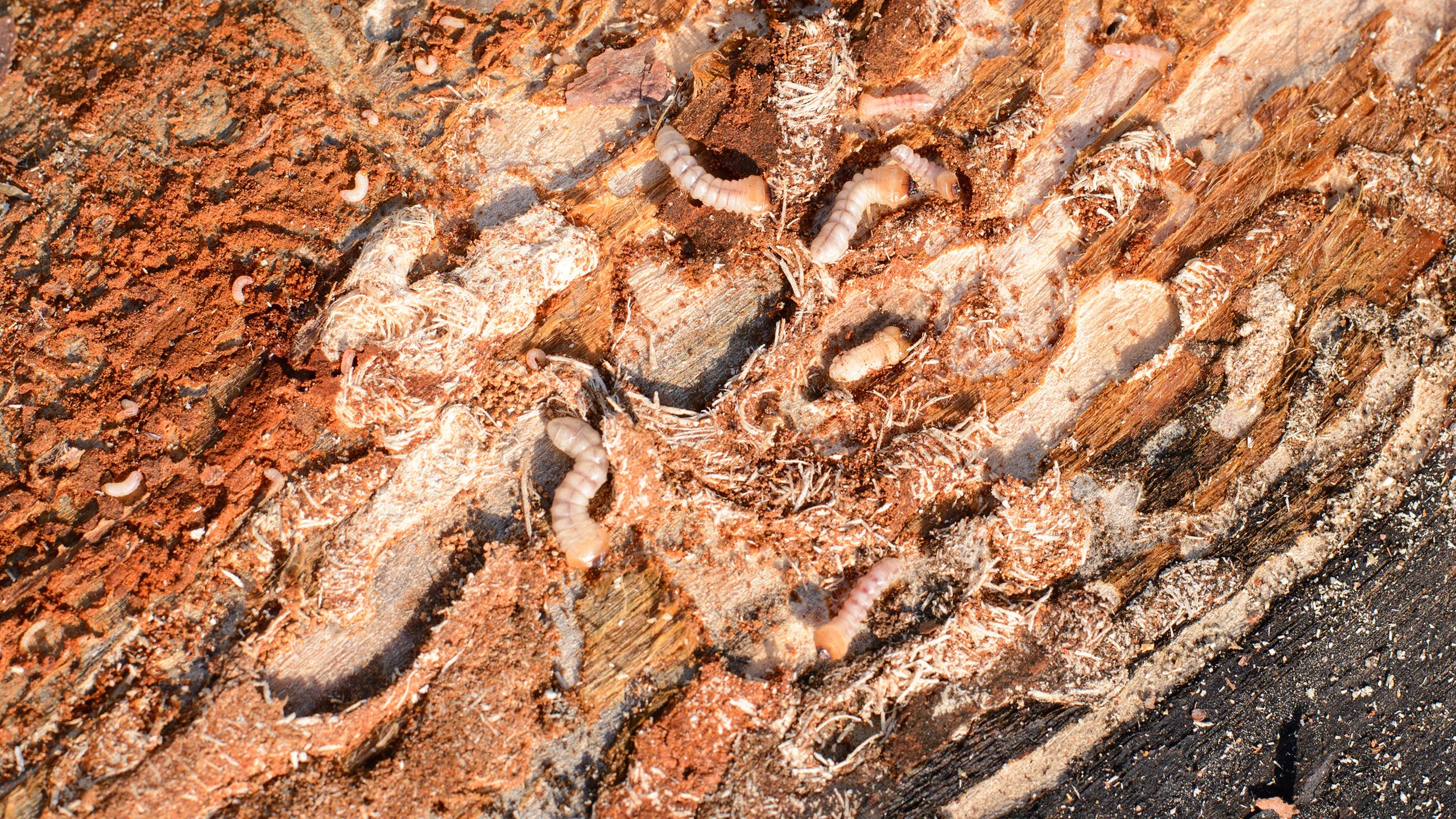 Holzwurmbefall Larven Hausbock