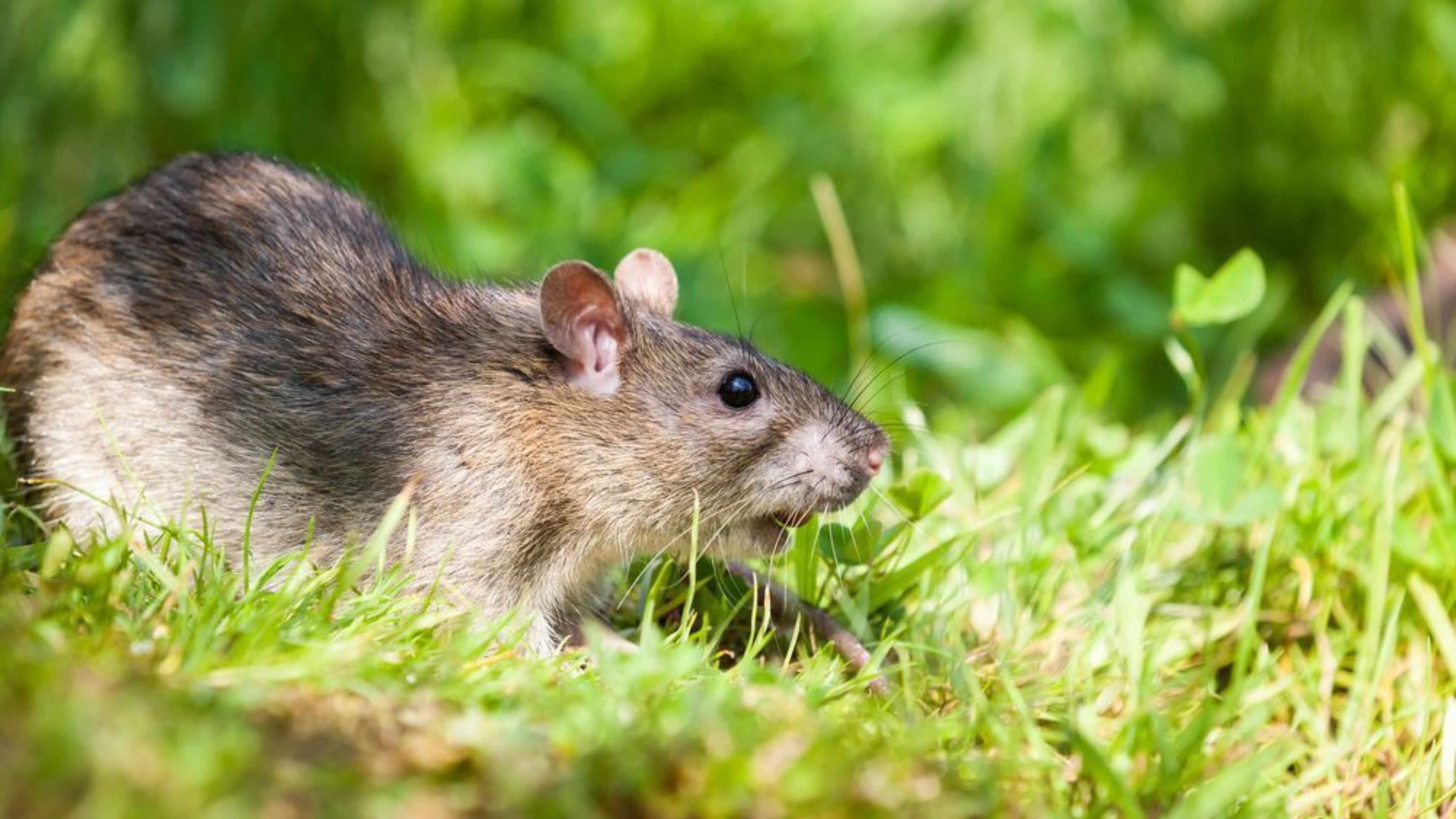 ratten im garten