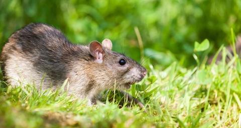 ratten im garten