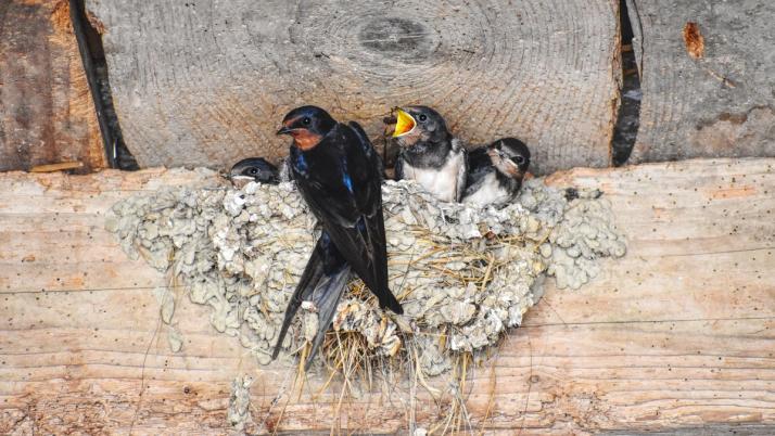 Nest