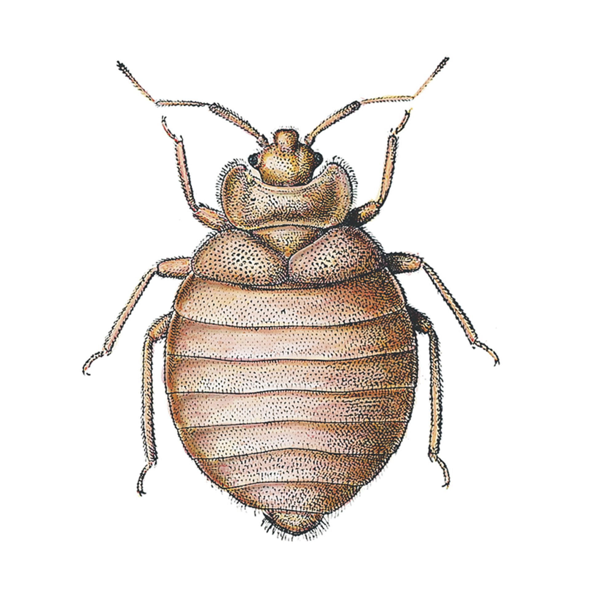 Schädlingsbekämpfung