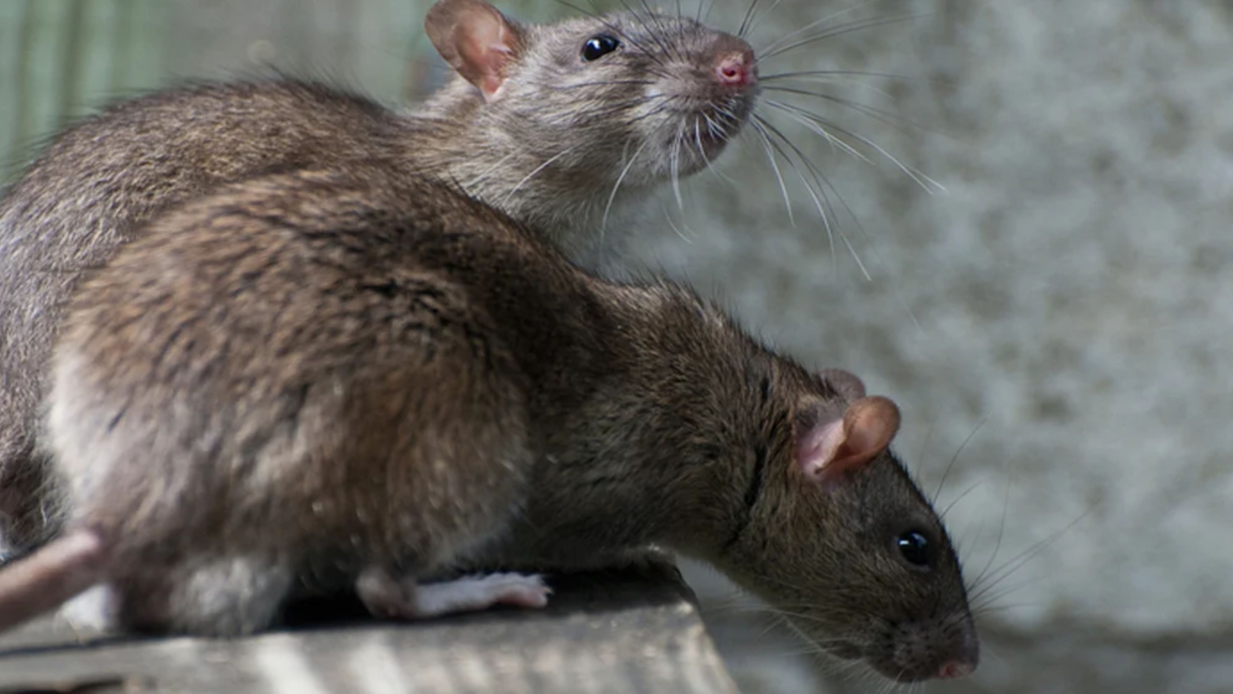 Rattenbekämpfung für Privatkunden