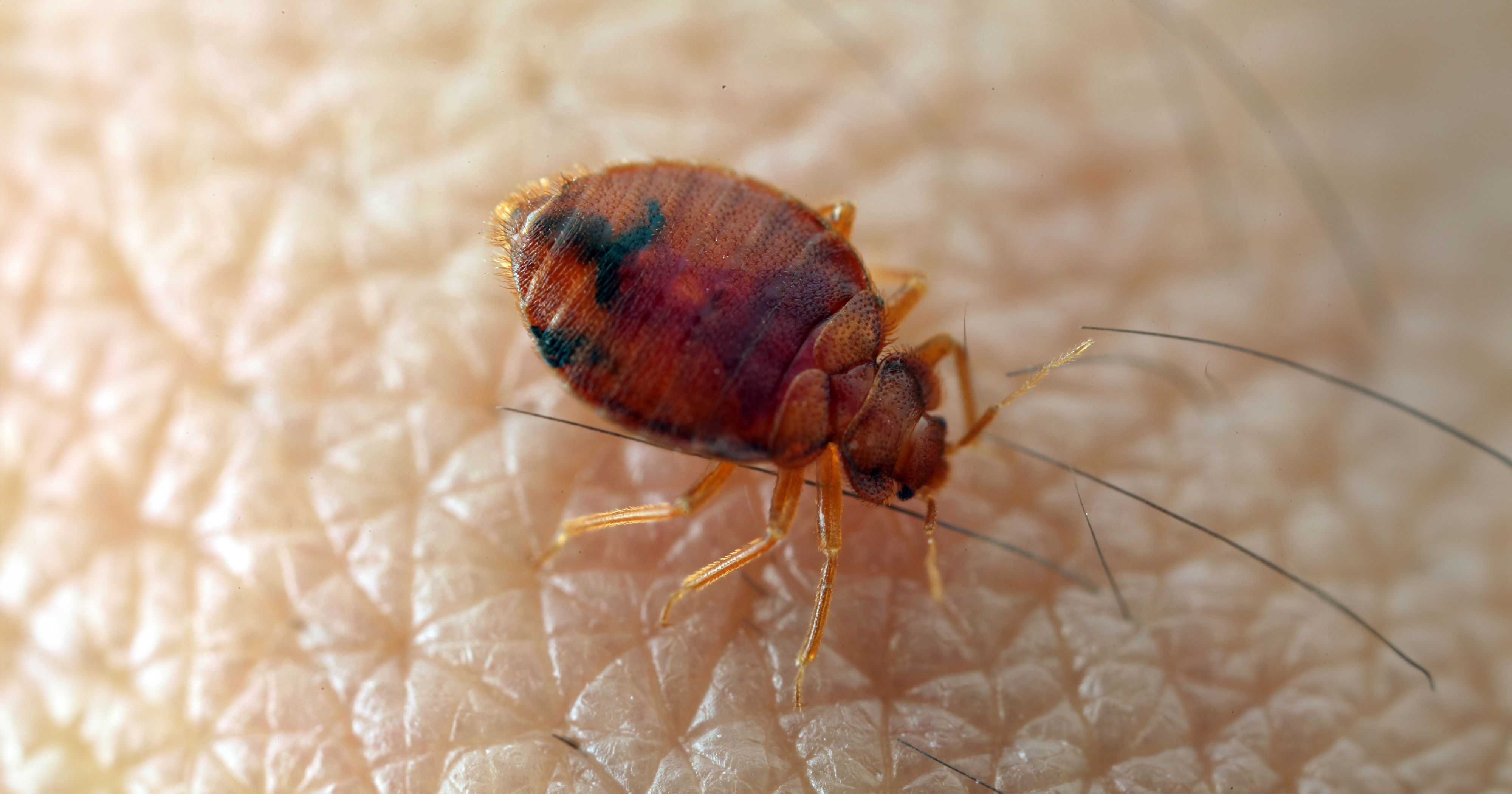 Wie sehen Bettwanzen aus?